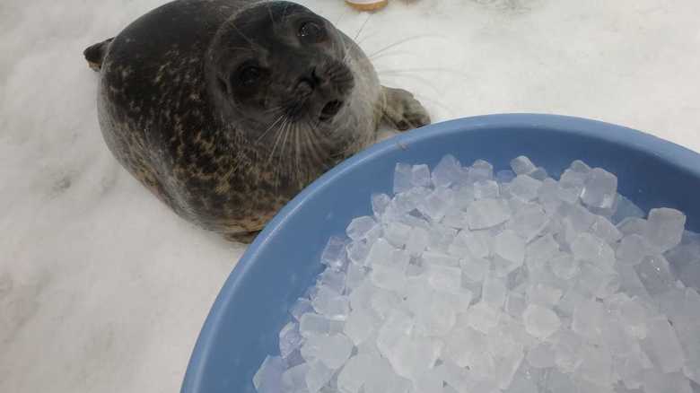 粉氷(大きめにカットされた氷)に興味津々のユキちゃん