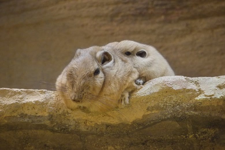 よく見ると2匹が合体中(埼玉県こども動物自然公園 提供)