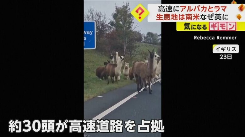 高速道路を占拠する約30頭のアルパカとラマ