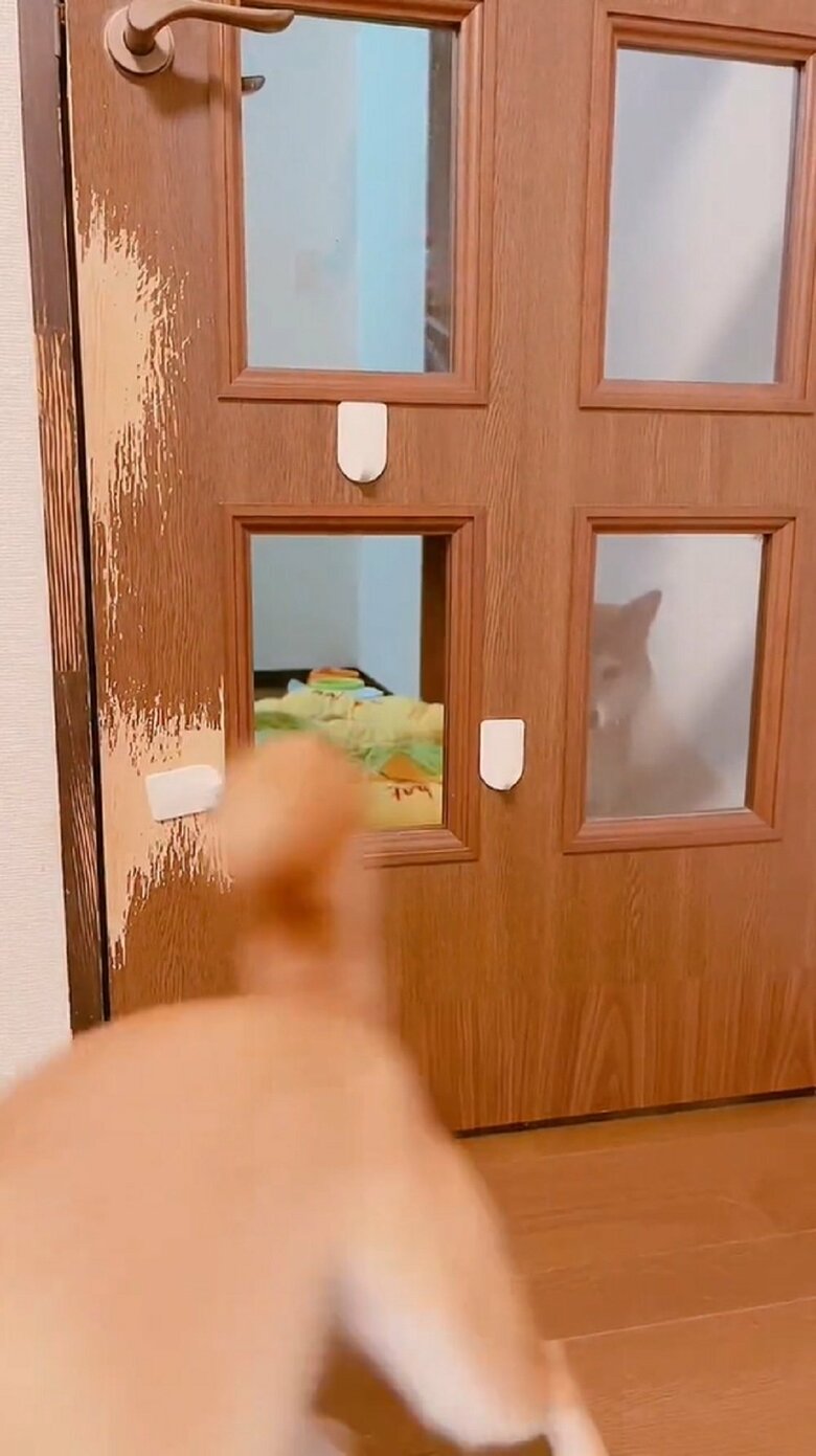 タイミングを逃しまくるムックくん