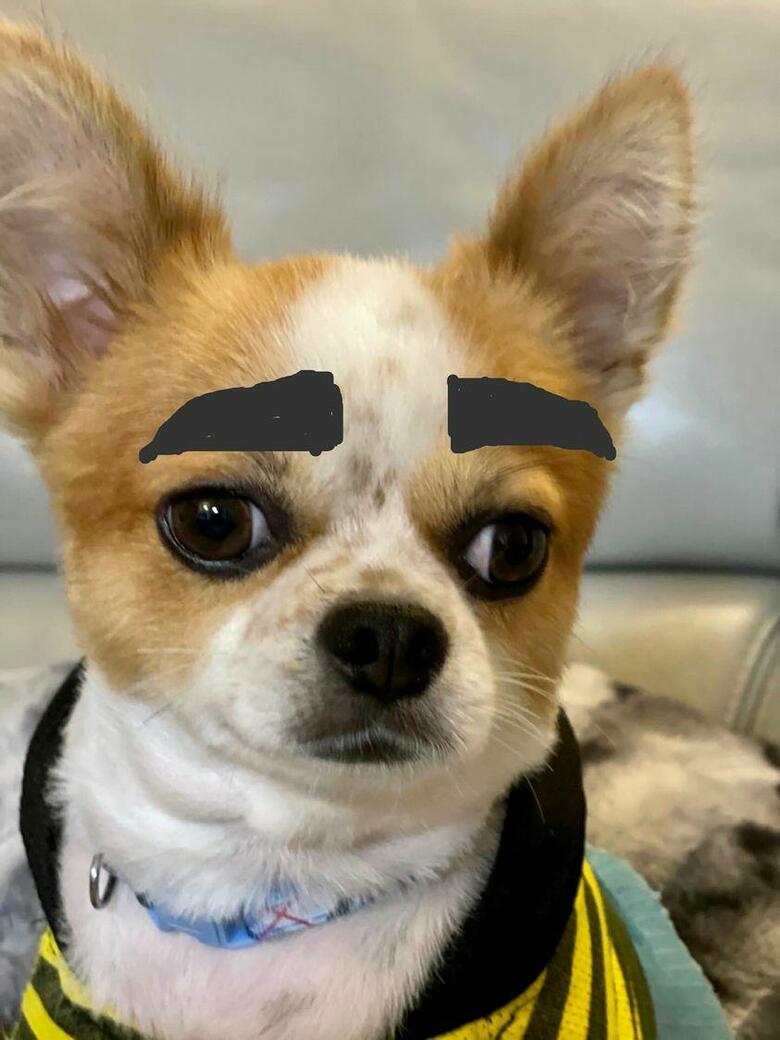 提供：SORA/ちわわさん