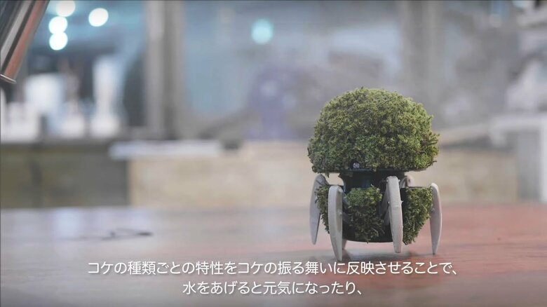 霧吹きで水をもらうと何だかうれしそう