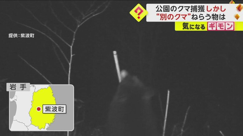 岩手県で撮影されたクマの様子④