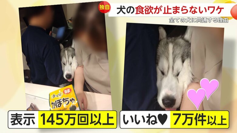 SNSで145万回以上表示され、7万件以上のいいねがついている琥珀くん