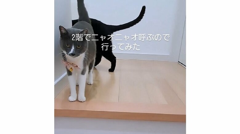 手前：さちちゃん　奥：ふくくん