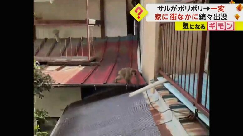 住宅の屋根の上で威嚇するポーズを取るサル（ビデオPost Fnn投稿サイト）