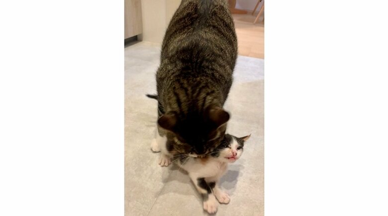 教育的指導をすることもあるという