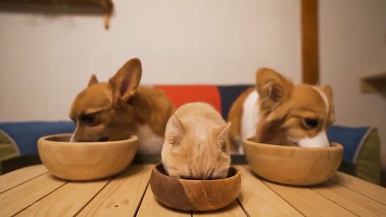 3匹一緒の食事の様子（左から、ちいくん、ととろちゃん、むうちゃん）
