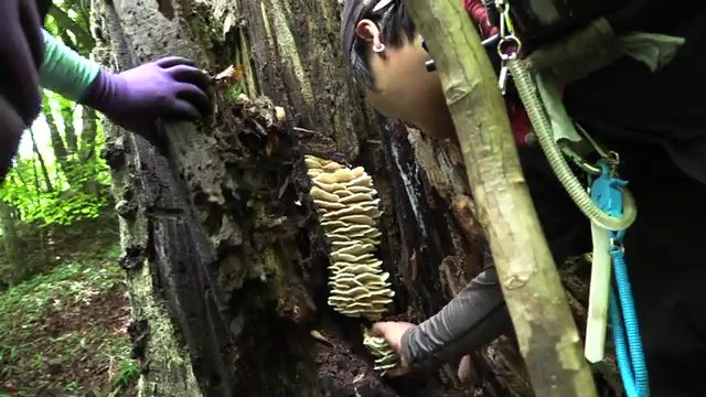 キノコを採りに山へ