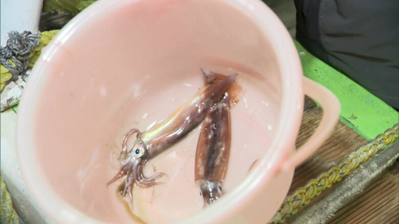 スルメイカの不漁により初セリは中止