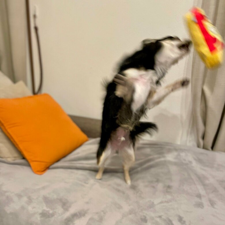 提供：チワワのごまじろーさん