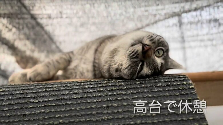 コタローくんの日常（2）