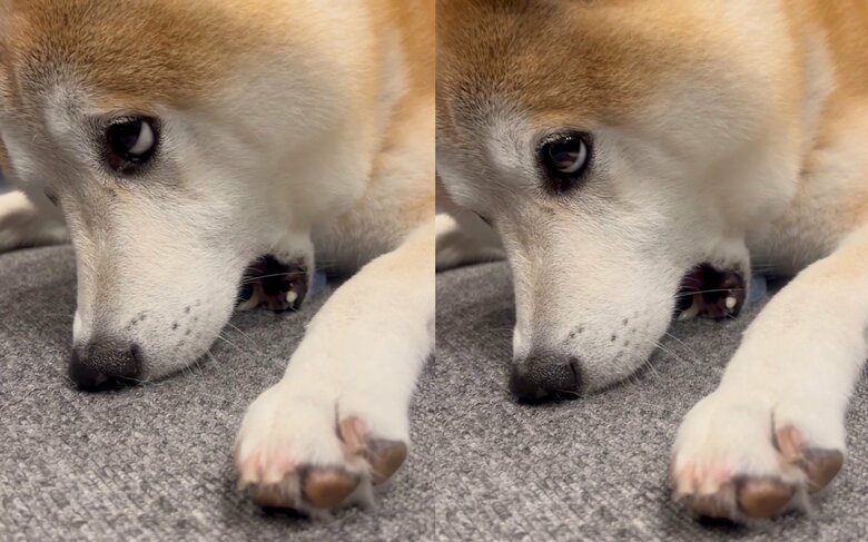 散歩に誘われて床をカミカミ（提供：柴犬 sasuke_紗助さん）