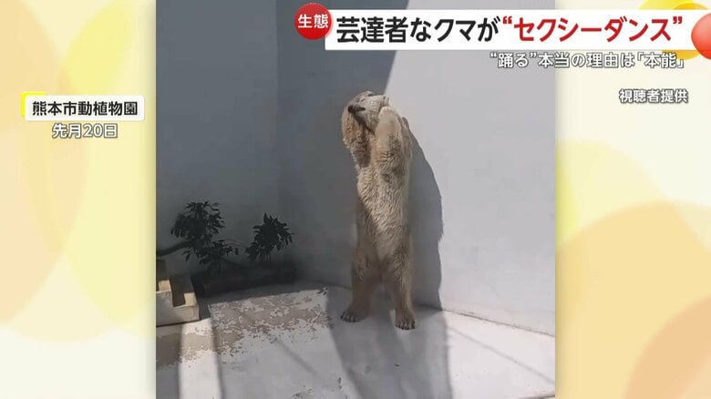 情熱的に腰をくねらせるマルル