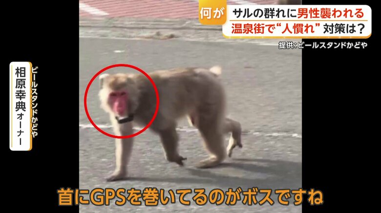 GPS装置を装着したサルのボス
