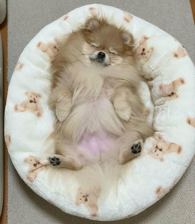 へそ天でまったり
