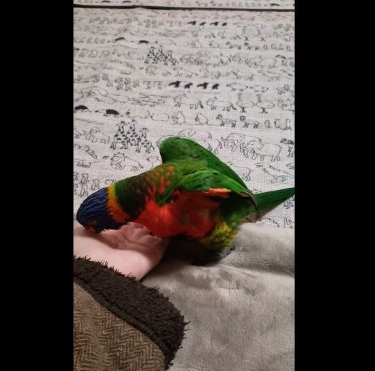 手のひらをぺろぺろ