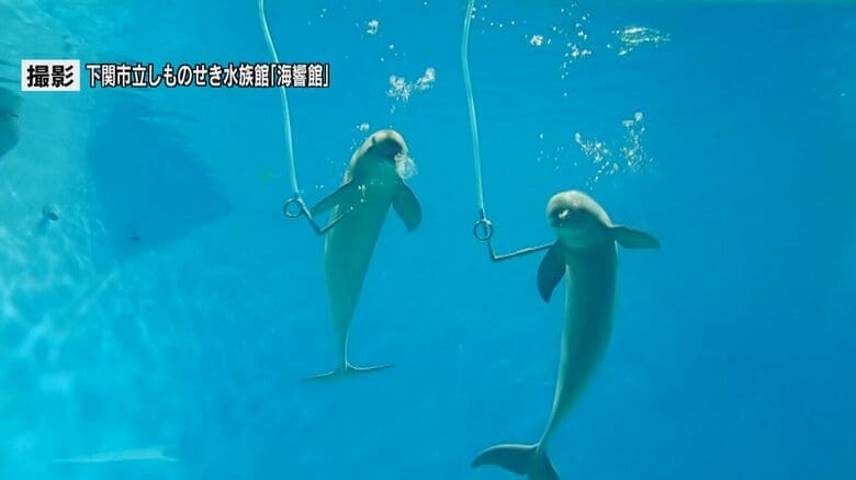 スナメリの「バブルリング」