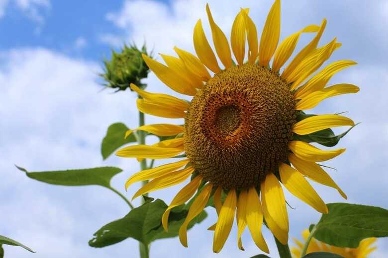 和名は「向日葵」。「葵」は太陽に向かって成長する植物という意味を持つ。