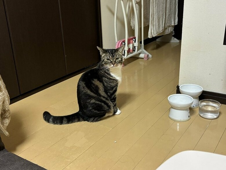 ごはん欲しいアピールをするまるこちゃん