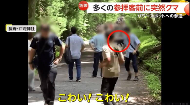 戸隠神社の参道に2頭のクマが現れた瞬間（8月11日、長野市）（2）