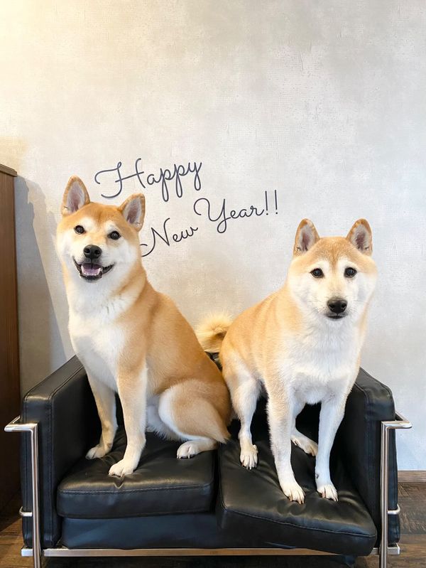 提供：柴犬Mamesuke・Korosuke大阪さん