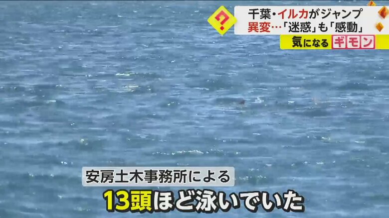 イルカは13頭ほど泳いでいたということだ