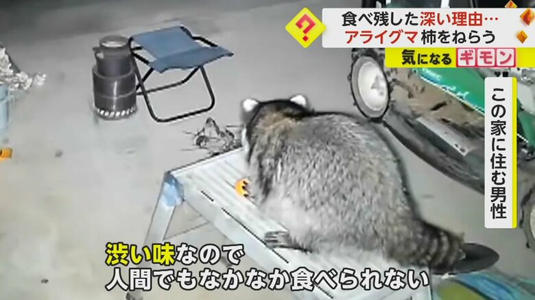 干してあった渋柿を食べようとするアライグマ