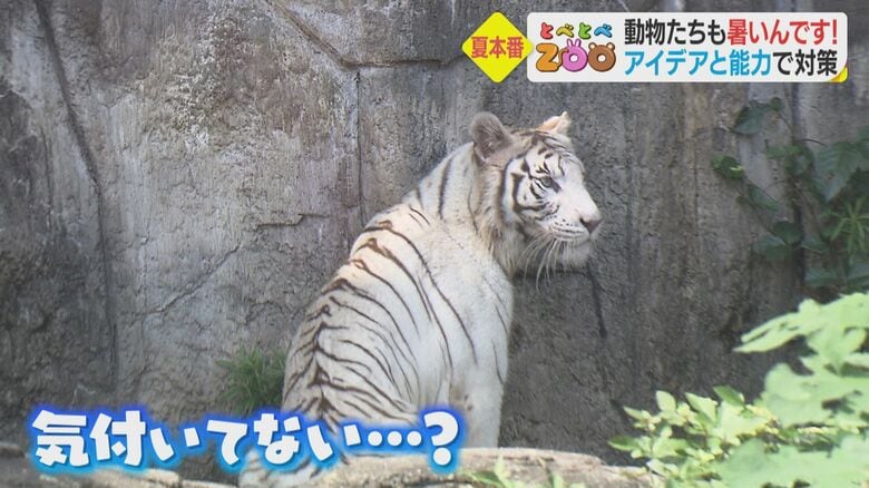 ホワイトタイガーの「ソソノ」