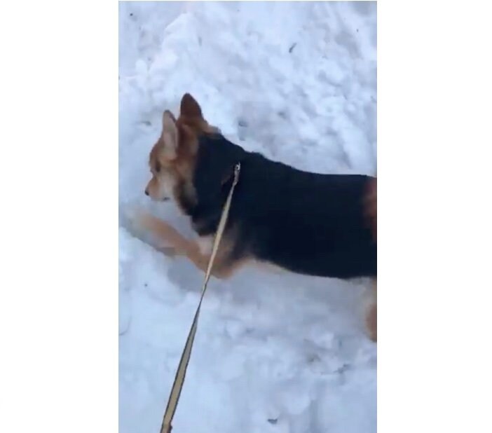 雪遊びをする豆くん（提供：山さん）