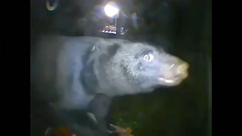 歴史的屋敷の防犯カメラに巨大なクマの姿…石川県で目撃件数が過去最多に、その理由は