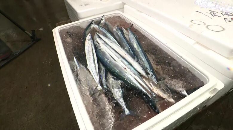 釧路ではサンマが100キロほど水揚げされた