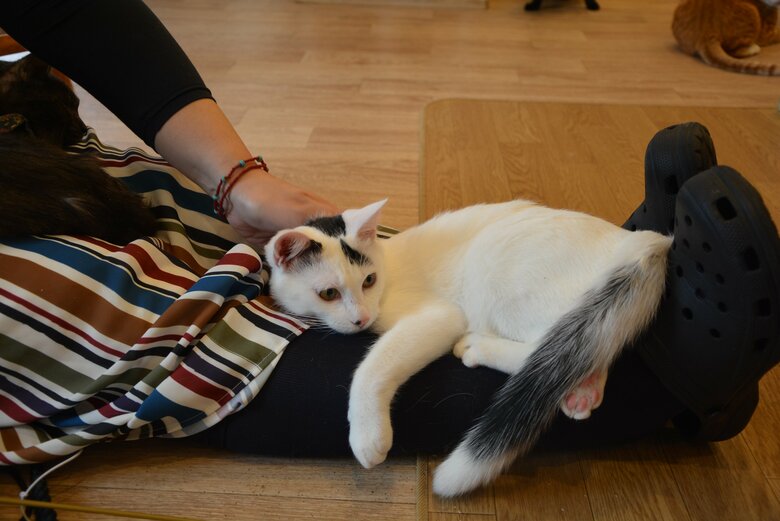 「保護猫カフェねこかつ川越店」にて。お客さんとの触れ合いを楽しむ猫たちがいる一方で…