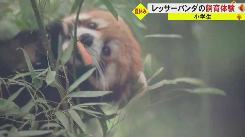 リンゴを器用に食べるレッサーパンダの「かぼす」