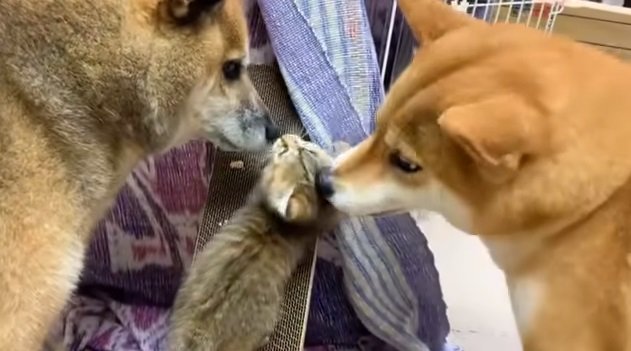 こちらは2回目の保護で家族になった「リタ」ちゃんとの対面の様子。この時のリコちゃんは積極的にペロペロ