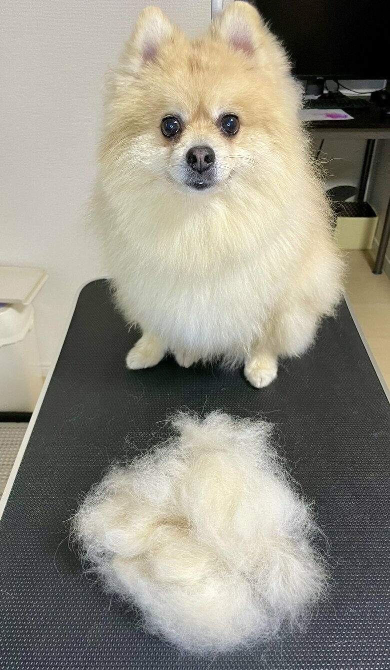 ブラッシング後はこんな感じ