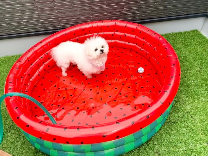 こちらは2022年8月の様子。プールにはボールも入っているけれど…完全に“棒立ち”なわむうくん