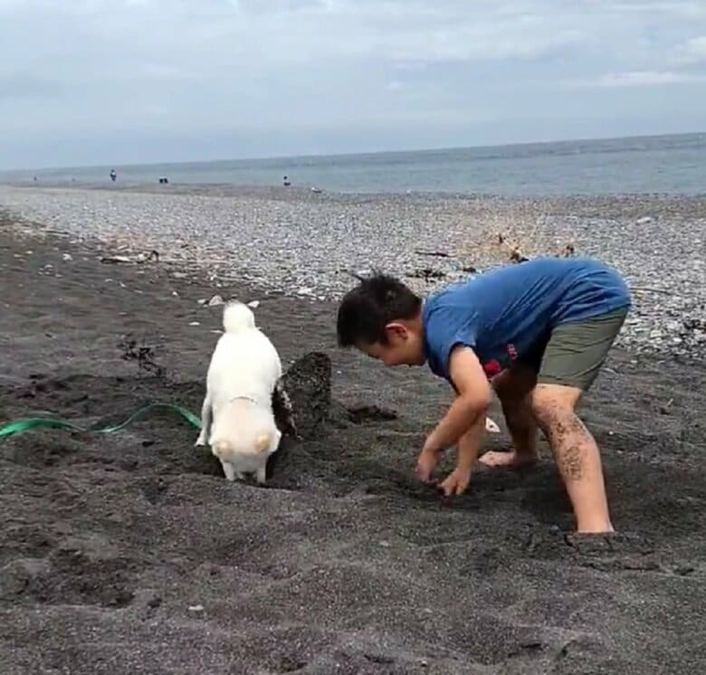 砂掘りで競っているハクくんと息子さん