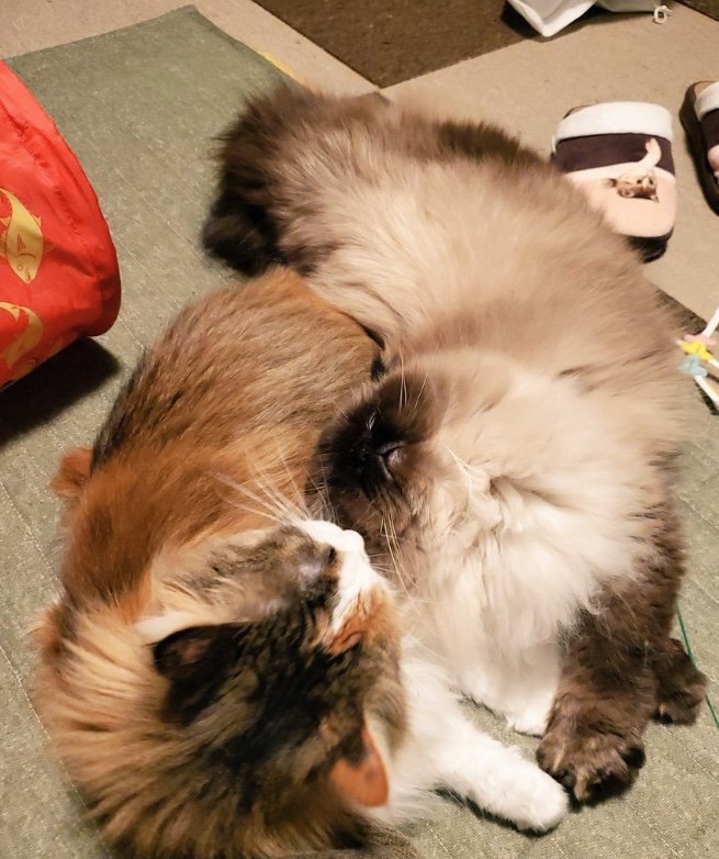 提供：ねぎまるさん