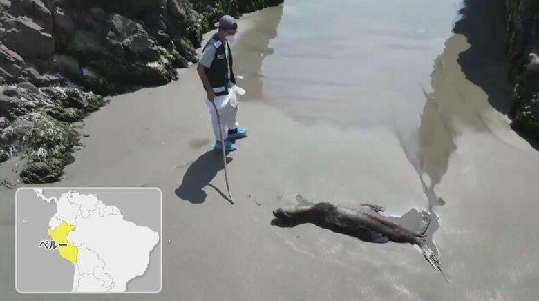 ペルーで発見された鳥インフルエンザで衰弱したアシカ