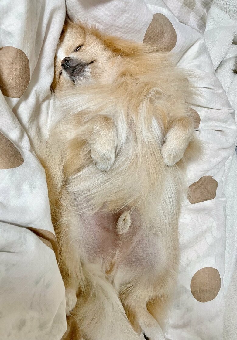 白目でへそ天寝