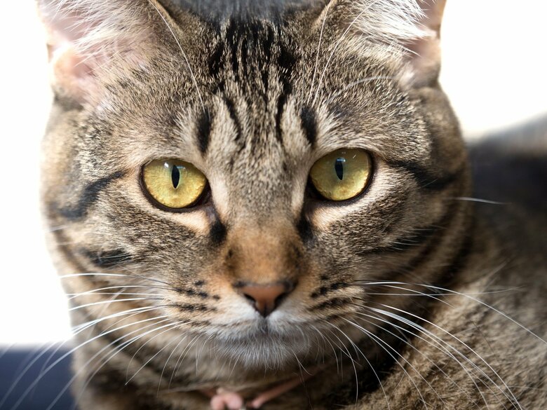 野生の猫の目は全て銅色や黄色だった(画像はイメージ）