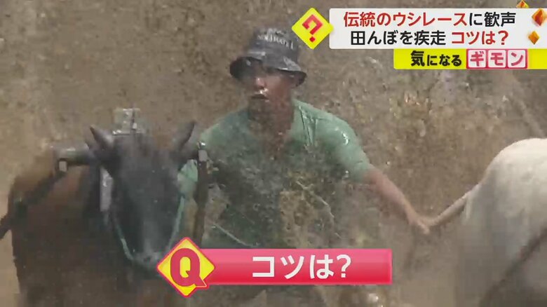 泥を跳ね上げて走る牛と騎手