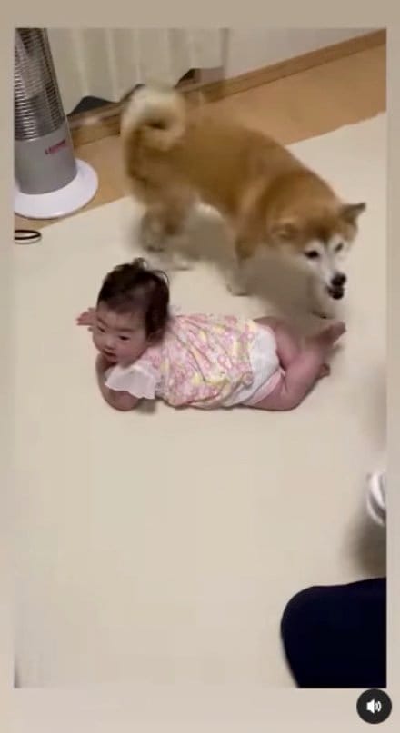 急いで近づいてくるそらちゃん（提供：SORAさん）