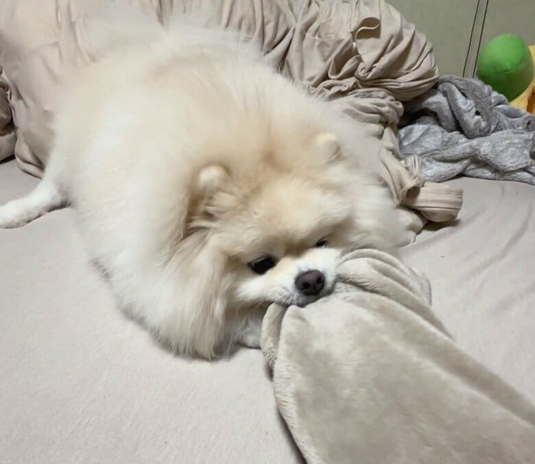 毛布がほしい！