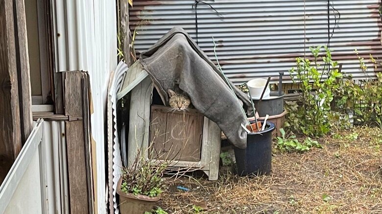 犬小屋に住んでいるのを発見したとき