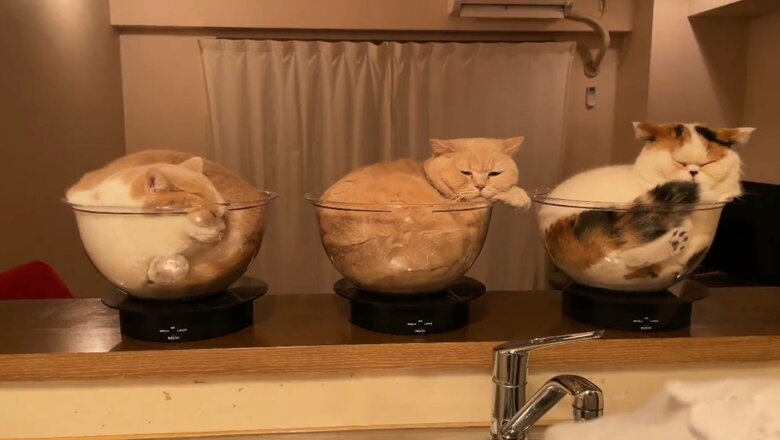 提供：みかんとじろうさんちさん