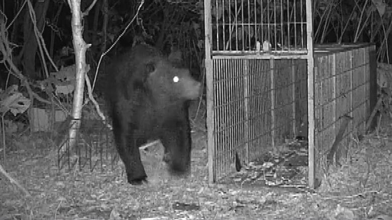 苫前町で10月27日に目撃されたクマ