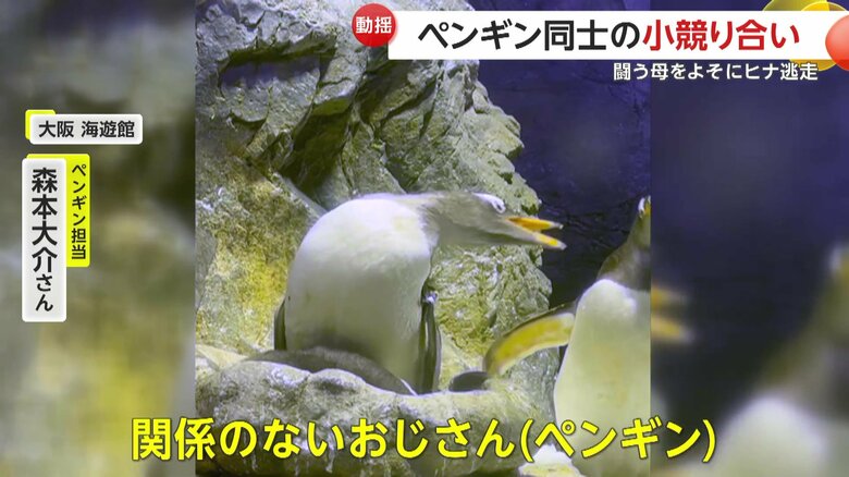 飼育員・森本大介さんは「ただ単に一緒の水槽で暮らしている“他人”、関係のないおじさんペンギン」と話す
