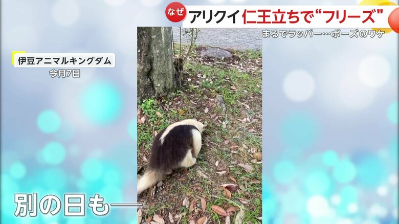 ほぼ毎日決まった場所で威嚇をするというイフちゃん